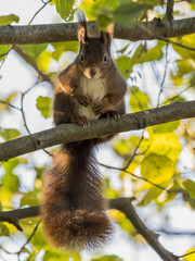 Obraz premium Eichhörnchen auf einem Ast sitzend