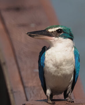 Collared Kingfisher