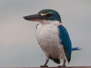 Collared Kingfisher