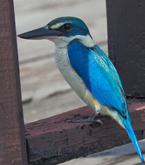 Collared Kingfisher