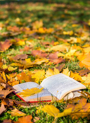 The open book lies on the autumn foliage of a maple tree in the forest.