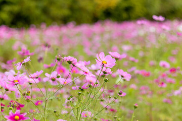 Obraz premium 柔らかなピンク色のコスモス