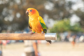 The yellow, blue and green macaw is a young bird perched on a wood with a tree background and a phone tower on the sandy beach in the evening.