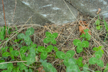 シロツメクサの草むらから発見した幸運の四つ葉のクローバー
