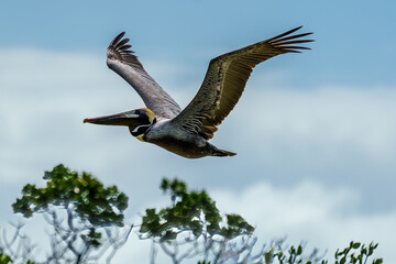 Pelican in Flight