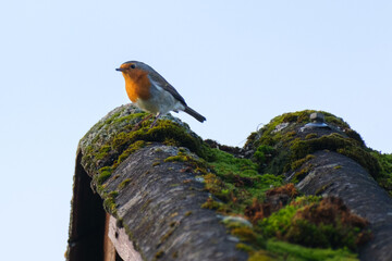 Robin on roof