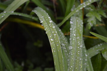 dew on grass