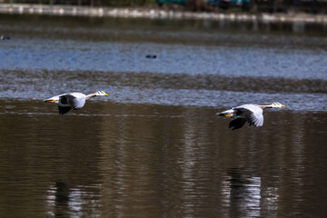 The bar-headed goose, Anser indicus flying over a lake in English Garden in Munich