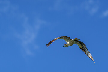 Osprey in flight