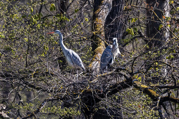 Grey heron, Ardea cinerea, a massive gray bird searching for fish