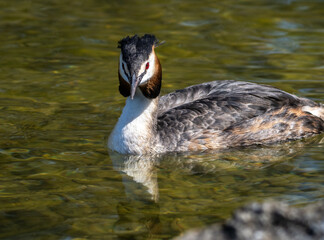 Great Crested Grebe, Podiceps cristatus with beautiful orange colors, a water bird with red eyes.