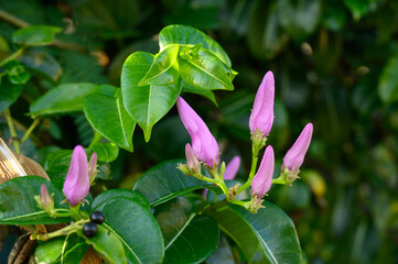 tropical herb garden jungle bush blossom perennial. Photo of purple flower taken on the beach of the atlantic ocean in the Dominican Republic. Delicate white flowers on a green background of foliage r