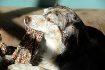 Couchhund. Schöner Hund liegt auf einem Sofa