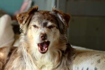 Fototapeta premium Couchhund. Schöner Hund liegt auf einem Sofa
