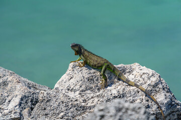 Iguana On a Rock, Florida Keys