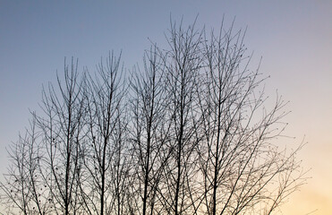 Bare branches of a tree on  sunset background.