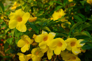 yellow flower blossom exotic garden shrub summer. Photo of a yellow flower taken in the jungle of...