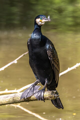 The great cormorant, Phalacrocorax carbo sitting on a branch