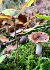 mushroom in the forest