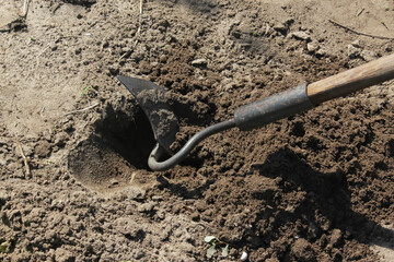A close-up of a hoe gardening tool loosening the soil, digging a hole for planting. Digging a hole,...