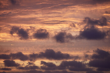 Sunset sky and bird