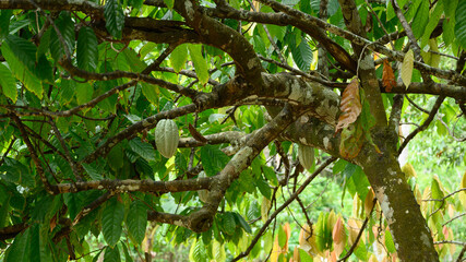 yellow cocoa fruits in wild green nature. The photo shows a cocoa tree. The exotic tree has many yellow cocoa fruits. You can also honestly see how tropical fruits, their leaves and branches grow.