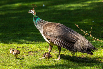The Indian peafowl mom with little babies. Blue peafowl, Pavo cristatus is a large and brightly coloured bird