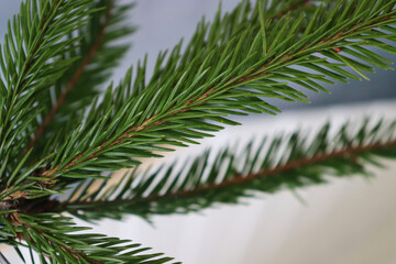 Green spruce twig reflected in the mirror