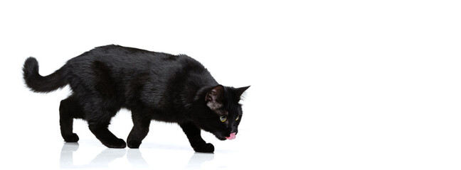 Portrait of beautiful graceful black purebred cat going to eat isolated on white studio background. Animal life concept
