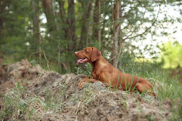 The Hungarian dog breed is on a walk in the summer in nature. The dog plays with its master.