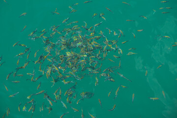 Fototapeta na wymiar Selective focus group of yellow fish in the sea