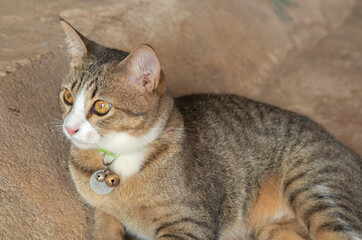 Black and white tabby cat with a white nose resembling tiger. Crouching and lying on concrete floor near table legs, a mammal, cute pet as a human companion. Cat lover concept