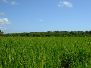 cultivation rice farming husbandry spring perennial plowing. Photo of a rice plantation taken in the Dominican Republic in the morning. Photo of a rice field taken in natural conditions with a medium-
