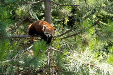 little red panda sitting on the spruce