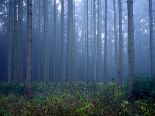 Thick fog in the forest