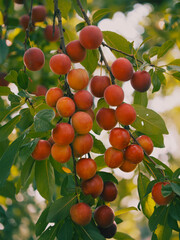 A lot of ripe cherry plum berries on a branch, close-up. Ripe berries.