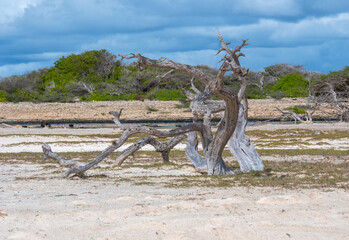 Artwork of dead branches on Bonaire. In the background you can see the beautiful green of the forest. It is a protected natural area. 