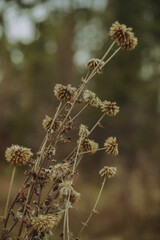 Withered flower, dried flowers