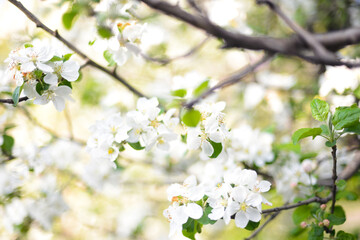 White spring flower tree