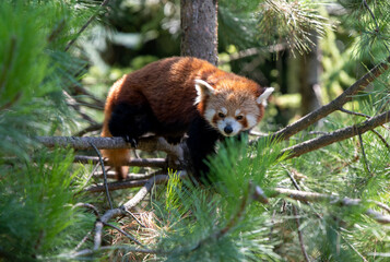 little red panda sitting on the spruce