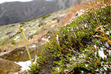 雪の残る秋の山（茶臼岳）