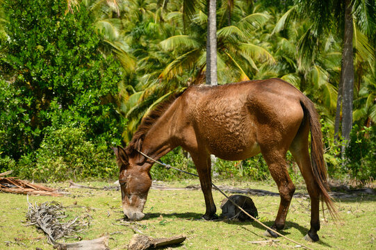 horse eats grass in wild tropical nature. The photo shows a horse, close-up of its head and part of the body. The stallion in the photo is dark brown. The picture shows a horse grazing in a meadow.