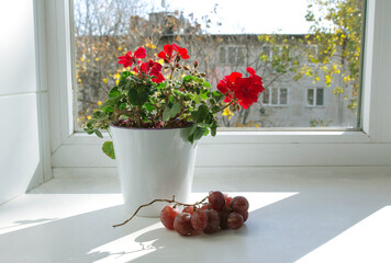  grapes and a white pot with geraniums on a white windowsill against the background of a window autumn trees outside the window. middle plan
