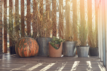 Pumpkins in the Provence rustic autumn garden