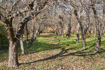 Empty november apple garden, bare trees