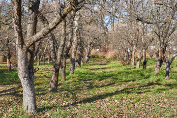 Naklejka premium Empty november apple garden, bare trees