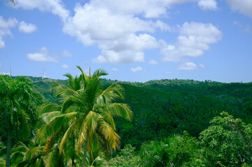 Fototapeta premium palms tree in exotic parkland green plants. Photo taken in the jungle of the Dominican Republic. The picture clearly shows coconut palms and other tropical plants. The photo is very bright, green.