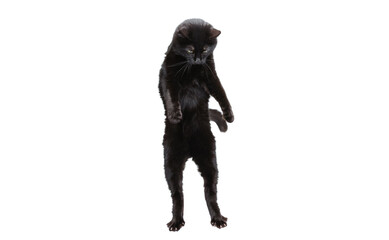 Portrait of beautiful graceful black purebred cat standing on two paws isolated on white studio background. Animal life concept