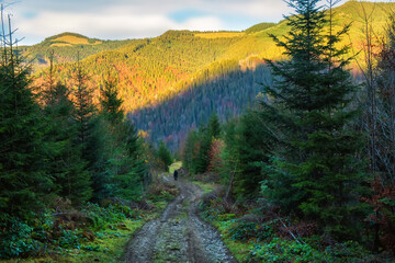 A path among the spruce forest in the mountains in autumn. The figure of a man walking along a path in the mountains in the distance.