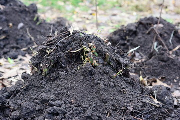 Winterizing roses in autumn by creating a mound of soil, compost over the base of a pruned rose plant. A close up of a mounded rose bush to endure winter frosts.